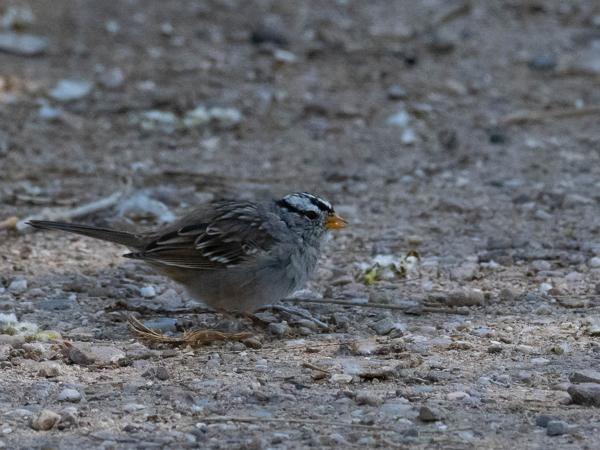 <h3><a href="/trips/Tucson_2023/biota/animalia/chordata/aves/040 passeriformes/126 emberizidae/zonotrichia leucophrys/zonotrichia leucophrys-nl.html">Zonotrichia&nbsp;leucophrys</a> / White‑crowned&nbsp;sparrow / Witkruingors</h3>OM-1 met OLYMPUS M.300mm F4.0, 1/2000 sec  bij F5.6, ISO 2500, afstand 13.2&nbsp;m